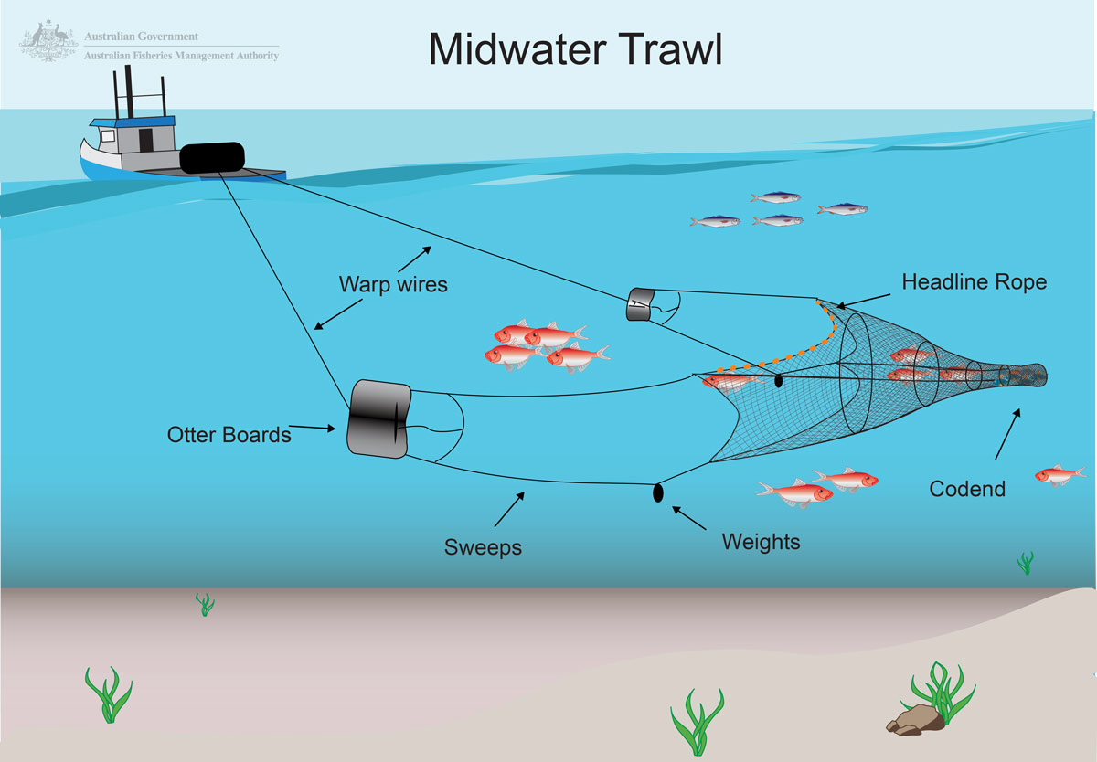 Midwater trawl Scalefish Sector Graphic