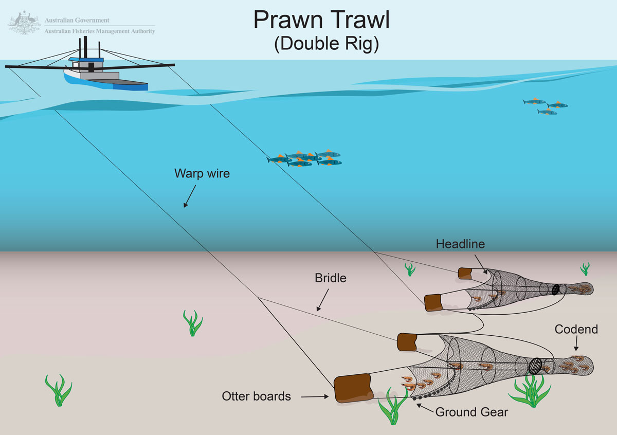Prawn Trawler Graphic