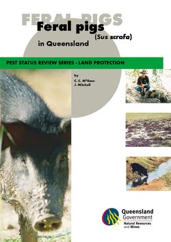Feral Pigs in Queensland