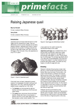 Raising Japanese quail
