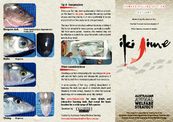 Brochure - Humane Killing of Fish - Estuary - Iki Jime