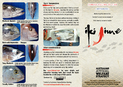 Brochure - Humane Killing of Fish - Offshore - Iki Jime