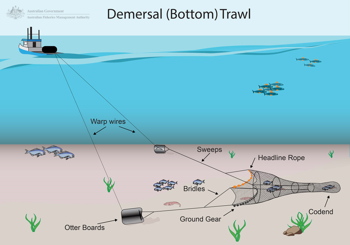 Demersal Trawl Graphic