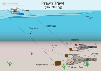 Prawn Trawler Graphic