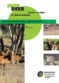 Deer in Queensland