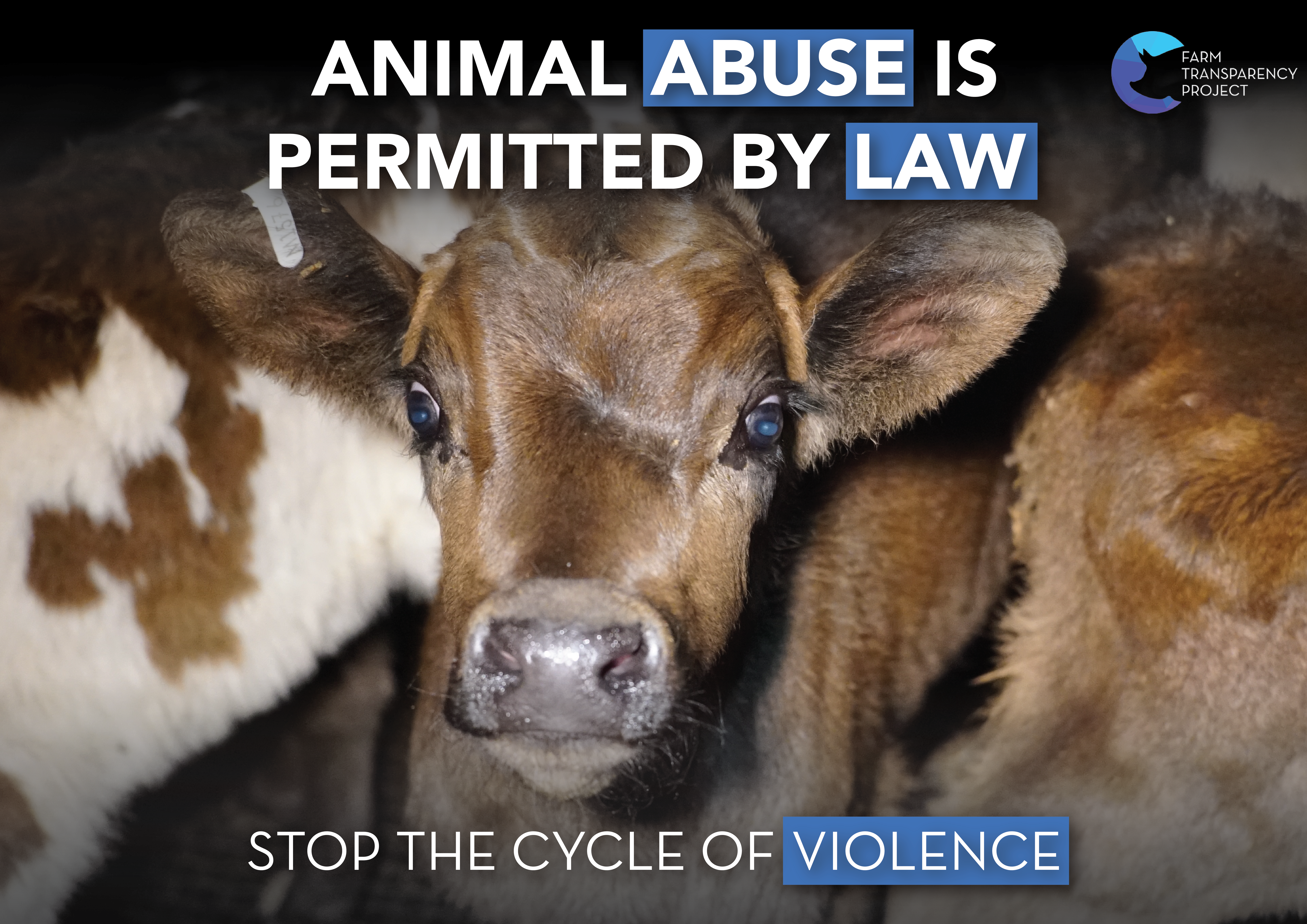 Animal Abuse Is Permitted by Law (Calf) - Placard Design