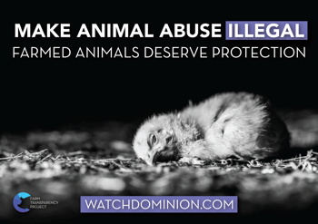 Make Animal Abuse Illegal (Chick) Poster Design