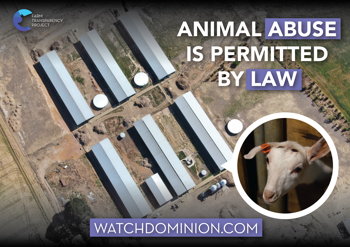Animal Abuse Is Permitted By Law (Goat Dairy) Poster Design