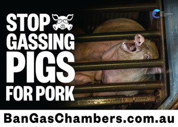 Stop Gassing Pigs For Pork - Placard 1