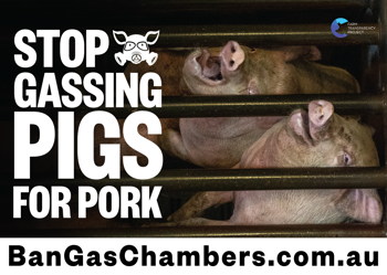 Stop Gassing Pigs For Pork - Placard 3