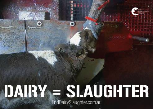 End Dairy Slaughter - Placard 3