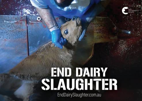 End Dairy Slaughter - Placard 4