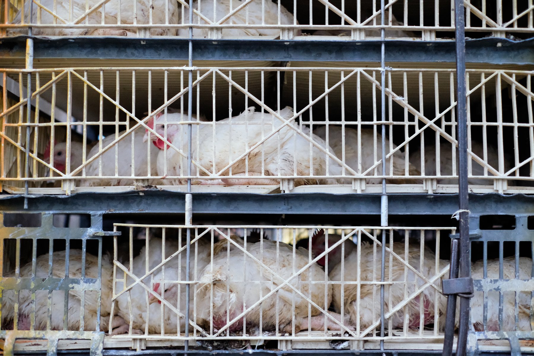 Hanging BIRD RECEPTION is the starting part of slaughterhouse work, the  live bird transport it from farm to slaughterho…