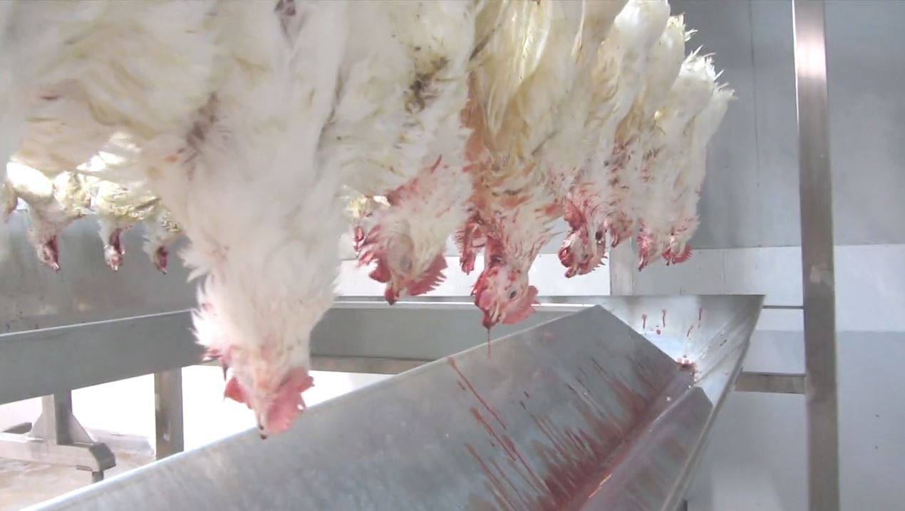 chicken slaughterhouse stun bath