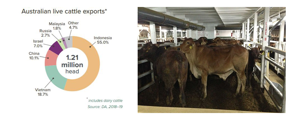 live export