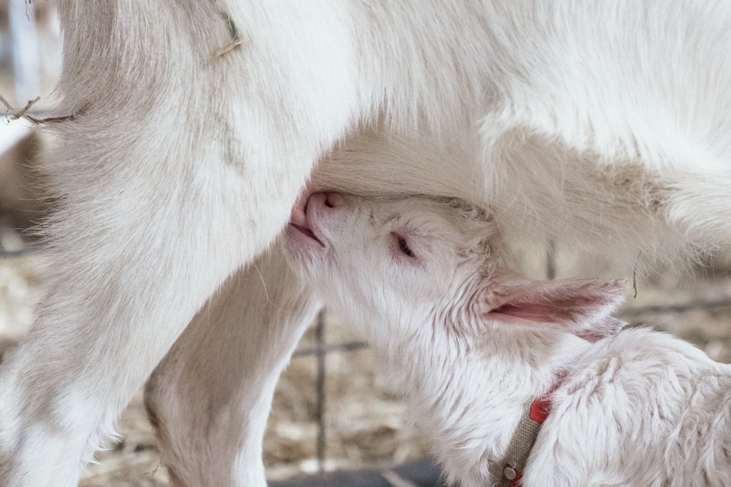 do goats like dogs