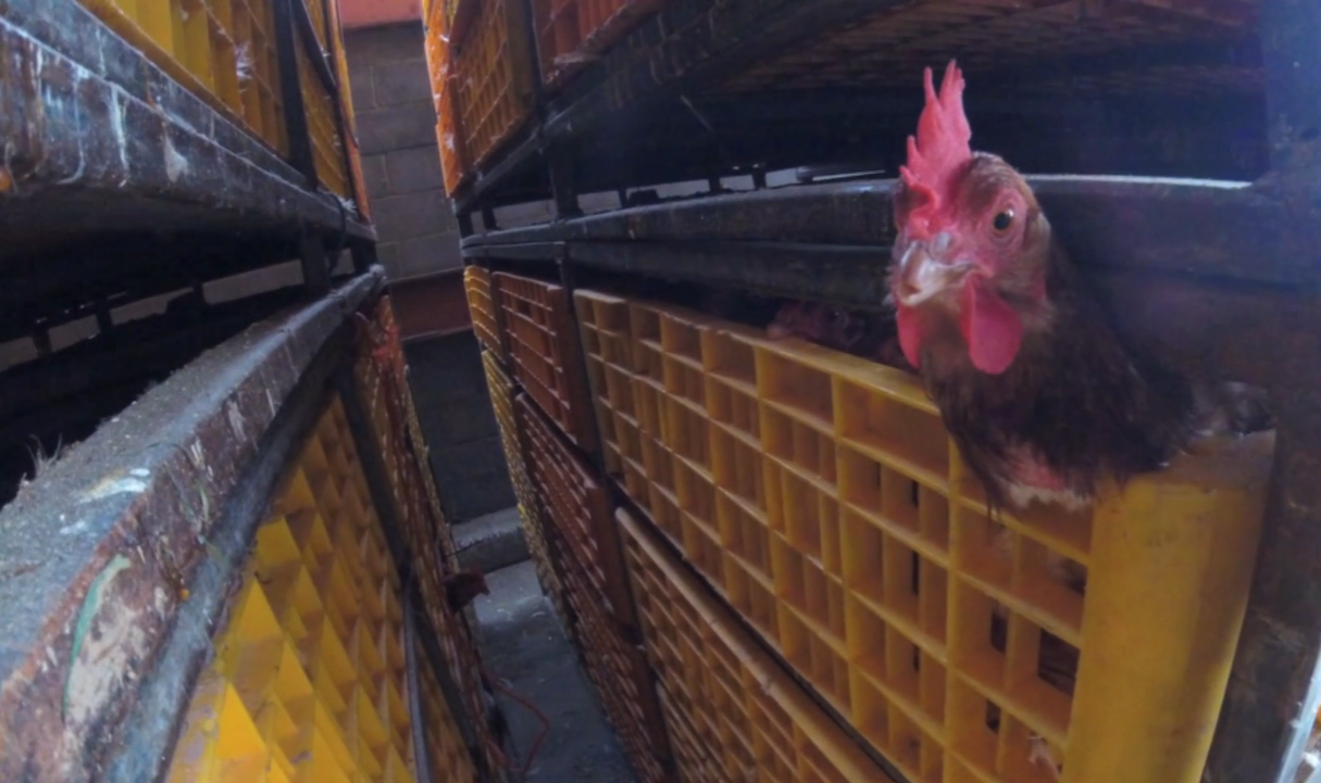 slaughterhouse chickens