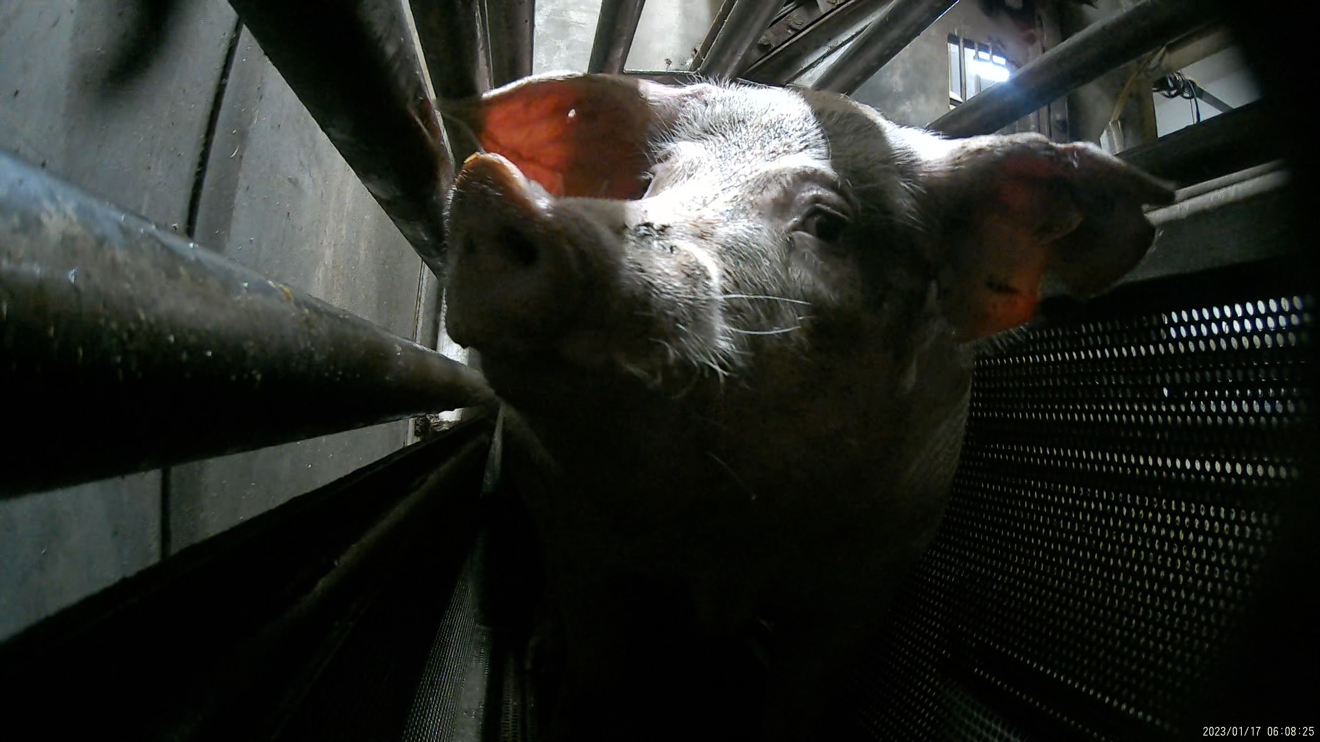 A pig inside a gas chamber at Benalla abattoir