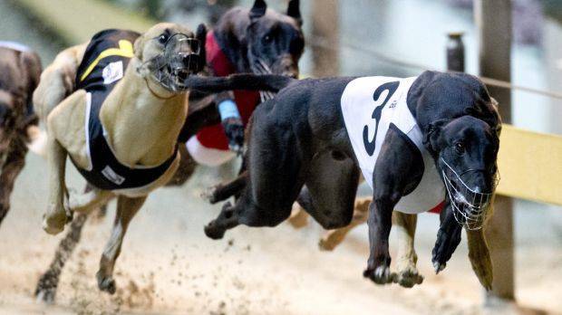 is dog racing illegal