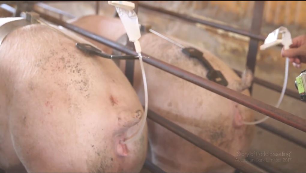 Artificial insemination of sows