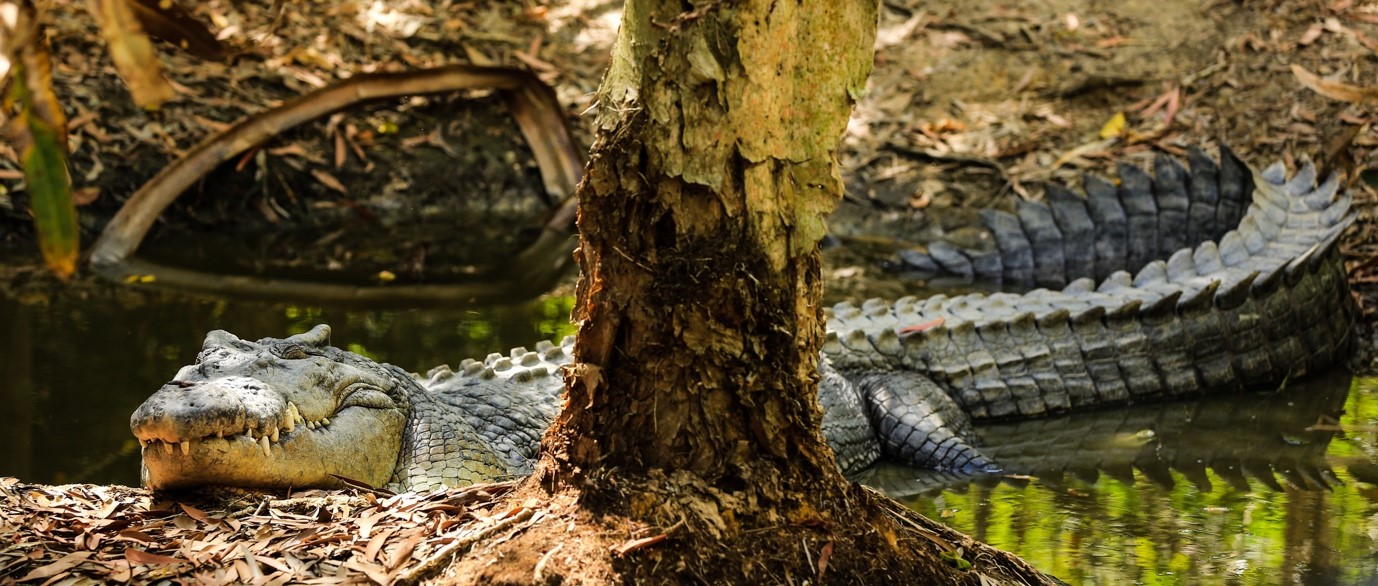 Louis Vuitton Crocodile Farms