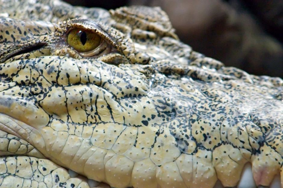 Louis Vuitton and Hermes turn our saltwater crocodiles into high fashion