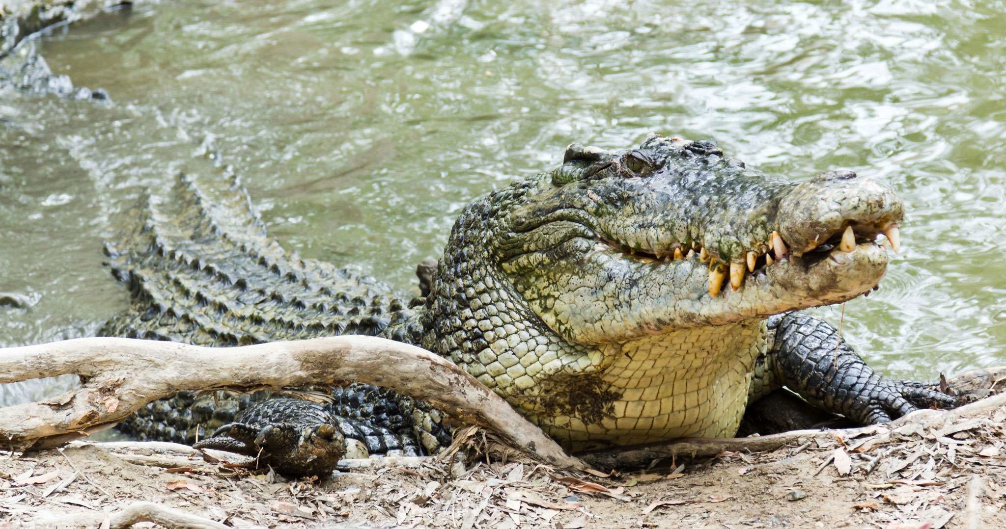 Australian farm to hold 50,000 crocodiles for luxury Hermès goods