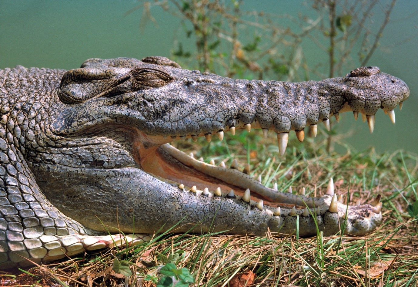 Crocodile & Alligator - Knowledgebase - Farm Transparency Project