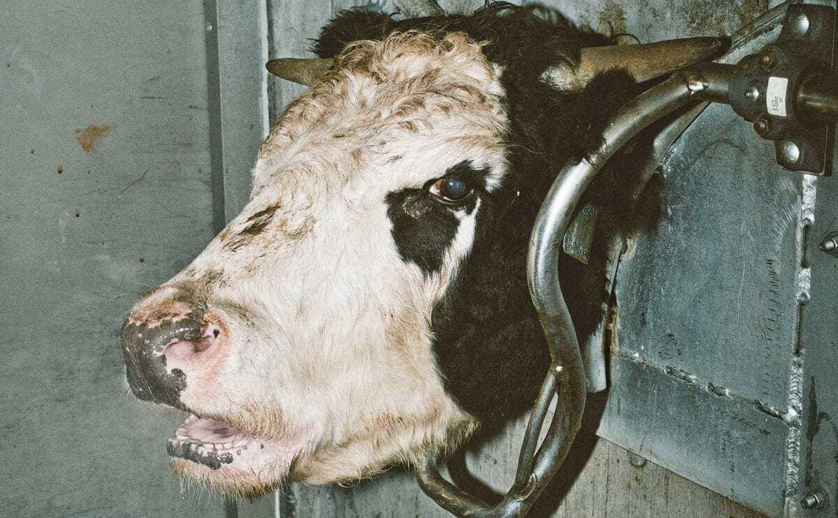 Cow slaughterhouse humane slaughter myth
