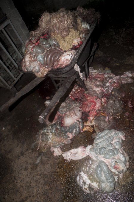 Wheelbarrow full of guts in slaughter room