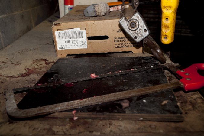 Handsaw covered in pieces of flesh
