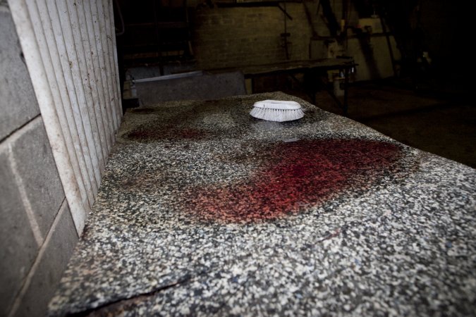 Pool of blood on bench in slaughter room