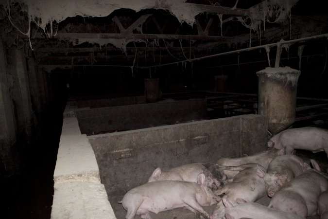 Grower/finisher pigs in concrete pens