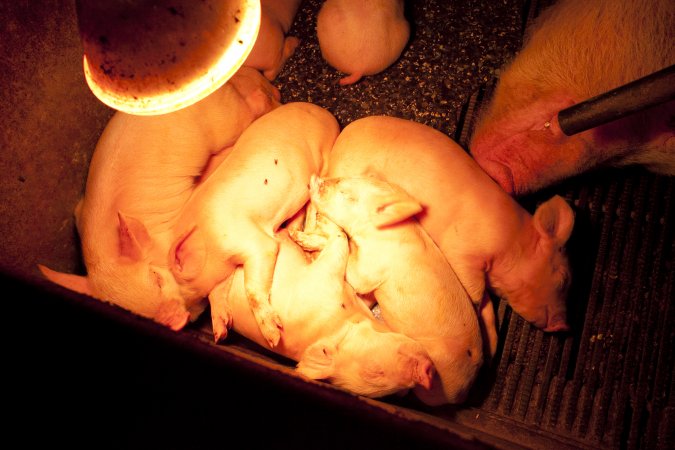 Piglets under heat lamp