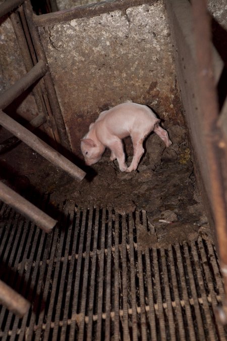 Piglet in filthy corner of farrowing crate