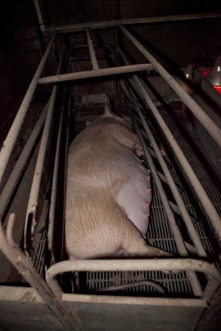 Pregnant sow in crate