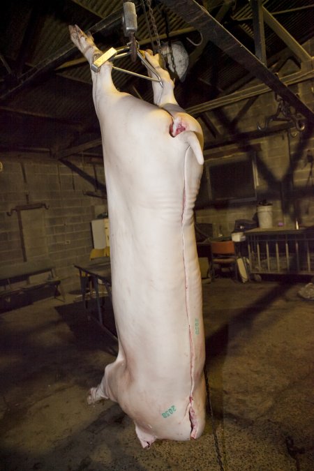 Headless carcass hanging in slaughter room