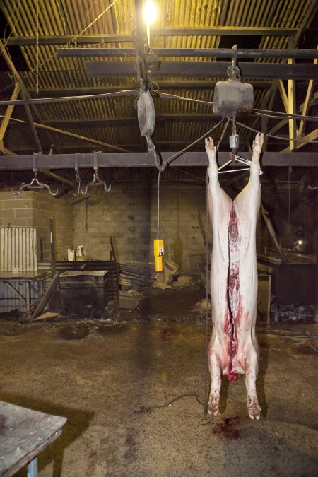 Headless carcass hanging in slaughter room