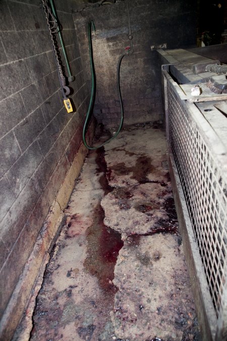 Blood on floor of slaughter room