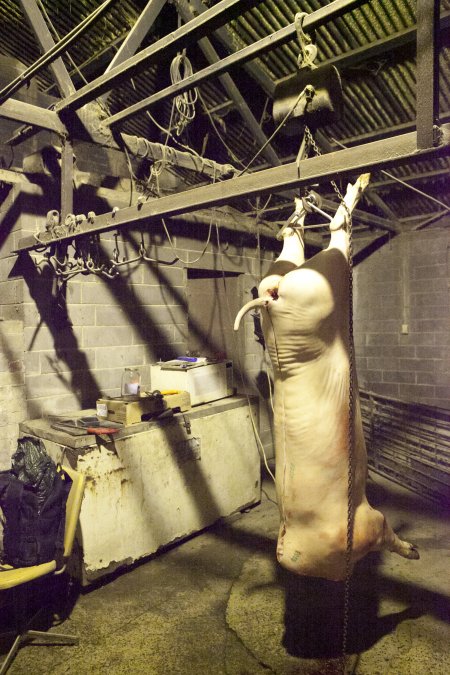 Pig carcass hanging in slaughter room