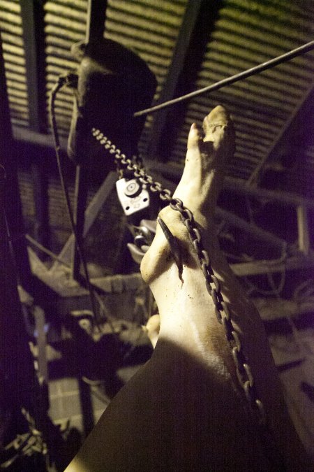 Pig carcass hanging from hook in slaughter room