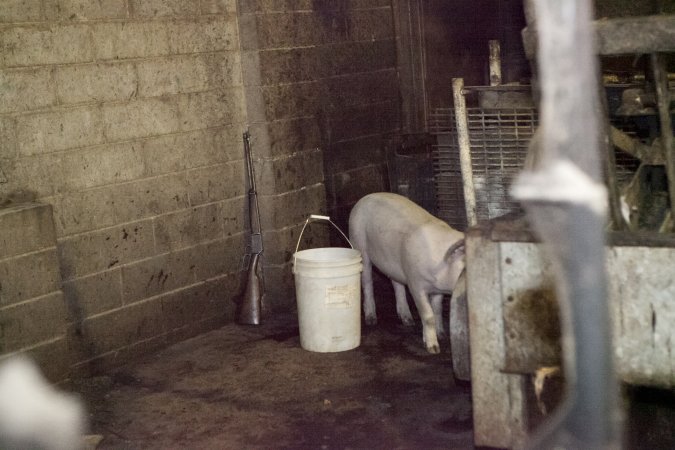 Loose pig in slaughter room