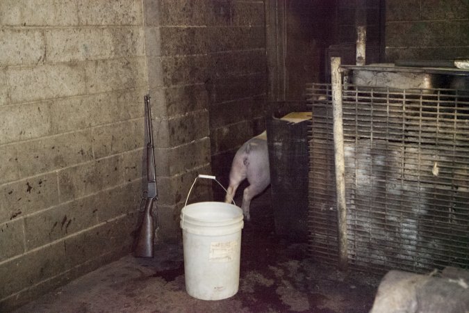 Loose pig in slaughter room