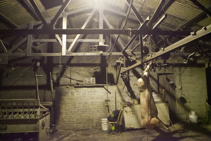 Pig carcass hanging from hook in slaughter room