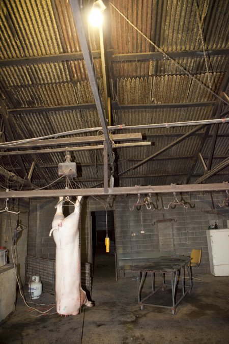 Pig carcass hanging in slaughter room