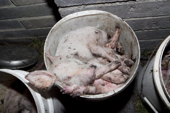 Buckets of dead piglets