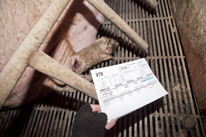 Record above farrowing crate