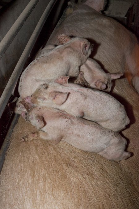 Piglets sleeping on mother
