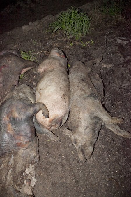 Dead pigs outside