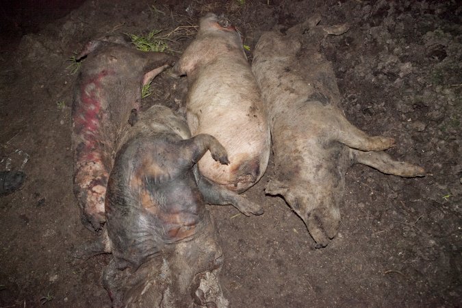 Dead pigs outside